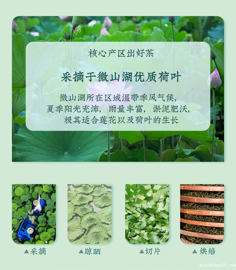 大肚茶袋泡茶加工流程 大肚茶袋泡茶加工流程