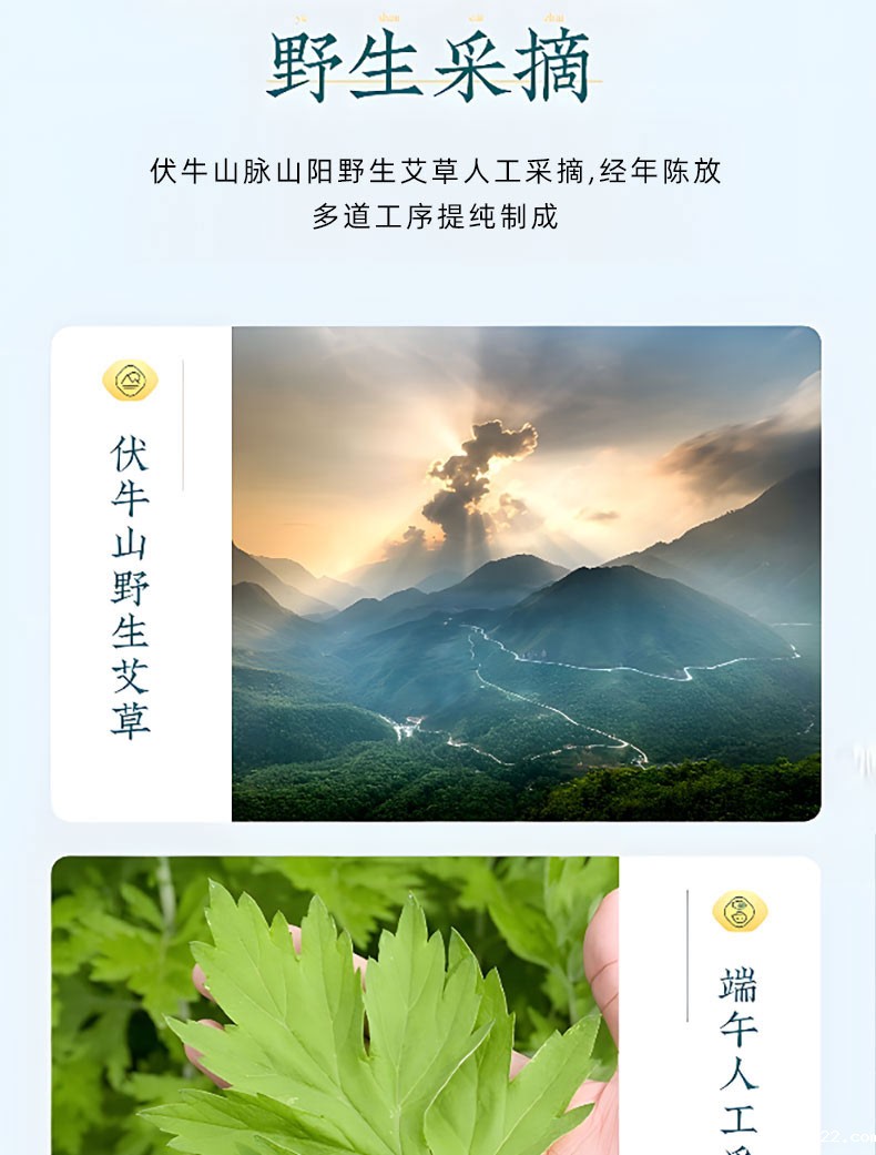 艾草足贴选用伏牛山野生艾草 艾草足贴选用伏牛山野生艾草